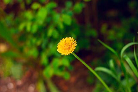 Close up to a dandelion rising up from the grass in plain sun light