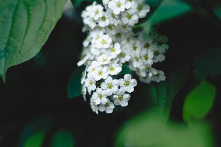 Group of white small flowers with little petals in a green ornamental bush â€“ Bright colored...