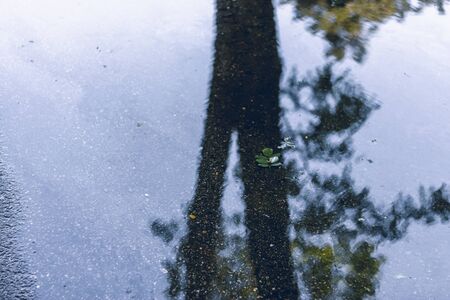 Trees and leaves reflecting in a water puddle on the street on a rainy cloudy day â Small pond in a hole on a city sidewalkの写真素材