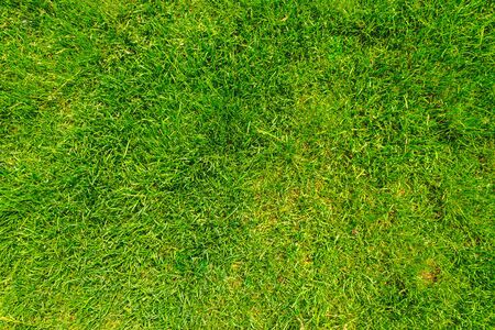 Fresh spring green grass texture â Clean natural meadow from a park or gardenの写真素材
