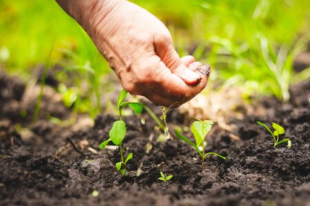 Mature hand watering the fresh plants of spring on a bright green natural background â Young trees growing from a fertile and organic soil in the gardenの写真素材