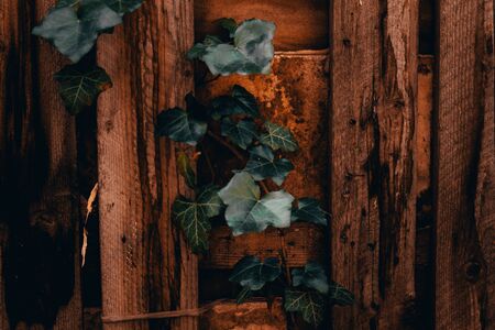 Bright brown wooden fence with small cracks and stripes and green ivy leaves on top of it â€“...