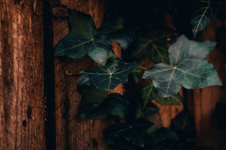 Fresh spring ivy leaves with a dark green color sitting on top of a wooden decorative fence â€“...