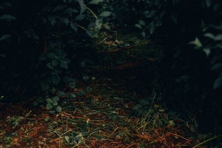 Dark nature background of dry soil and leaves and small green plants on top â Lush spring vegetation with fresh flora in low light conditionsの写真素材