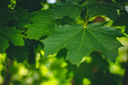 Fresh green maple leaf in the spring â Natural background of lush vegetation in forests, parks or gardens â Beautiful seasonal flora with detailed textureの写真素材