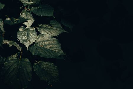 Sharp and jagged leaves in a low light environment â Dark nature background of lush forest vegetation â Beautiful fresh spring flora with detailed textureの写真素材