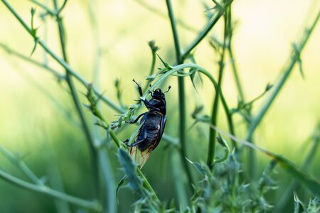 Black stag beetle sitting on thin plant with blurred green background â Small insect climbing twig in natural environmentの写真素材