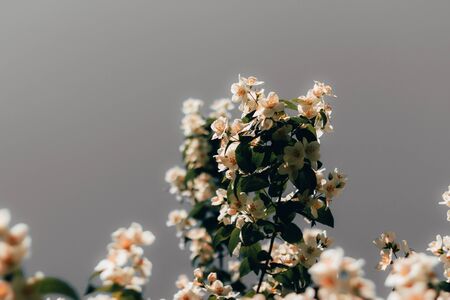 Green and natural fruit tree branch with small white flowers â€“ Young and fresh spring flora...