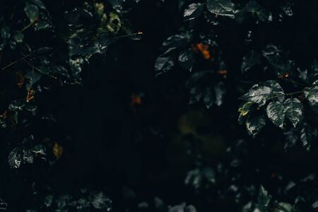 Dark nature background of sharp small leaves with copy space â Lush tropical vegetation with detailed plants in dim lightの写真素材