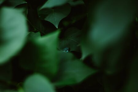 Dark nature background of lush vegetation in the forest with sharp leaves â Vibrant and beautiful flora in low sunlightの写真素材
