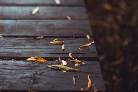 Dark colored wood planks with yellow dry leaves at the edge of a lake â Cracked and weathered timber boards with a vintage lookの写真素材