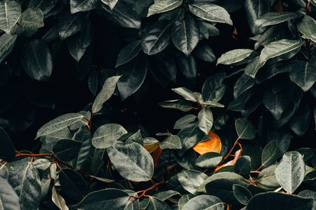 Dark background of green wet leaves with a single yellow dry leaf in the middle of them â€“...