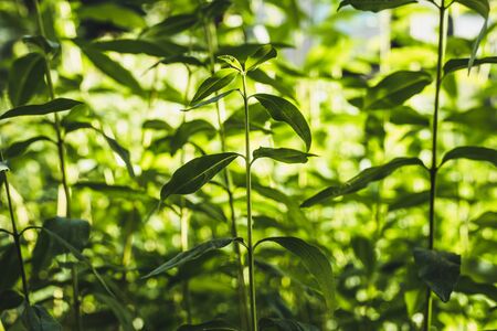 Lush forest vegetation with fresh spring plants on a green scenery â Nature bright background of new growing saplings in a natural environmentの写真素材