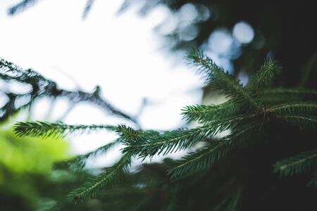 Dark green pine branches with needles as leaves on a blurry background â Lush forest vegetation of fresh beautiful decorative trees with copy spaceの写真素材