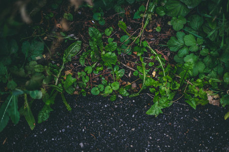 Fresh green vegetation with small leaves placed beside concrete path in a park with copy space â Natural background of sprouts and sidewalkの写真素材