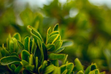 Light green little leaves wiht blur backgroundの写真素材