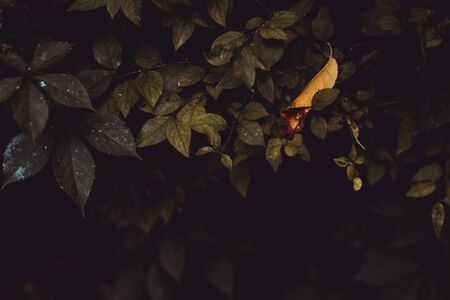 Yellow leaf sitting on green leaves - Natural background of a single dried plant in autumn with copy spaceの写真素材