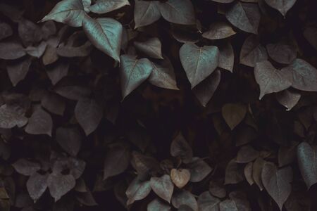 Creative nature background made of leaves in the darkness - Moody toned natural backdropの写真素材