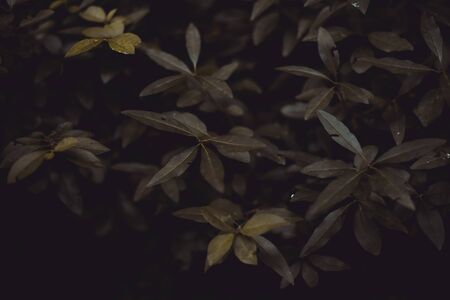 Long dark green leaves background - Concept of seasonal sadness in the autumnの写真素材