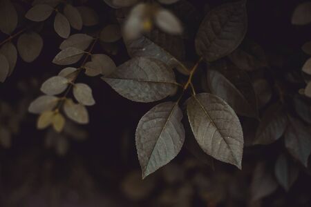 Cherry leaves background in the dark - Dark botanical backdrop of wild nature tonedの写真素材