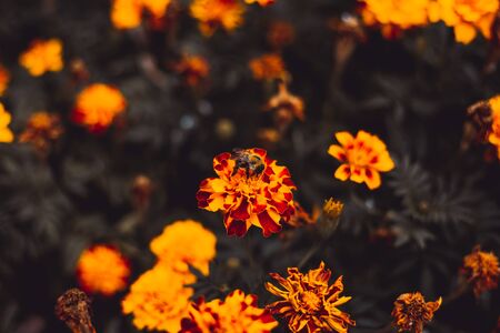 Bumblebee pollinating on red and yellow colored marigold flowerâs petals - Beautiful spring nature backgroundの写真素材