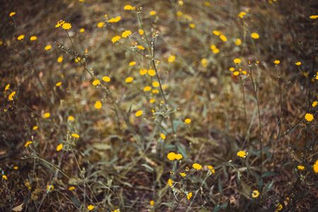 Fresh spring yellow flowers in a field with blurred background â Country side scenery with beautiful wild flora and blooming plantsの写真素材