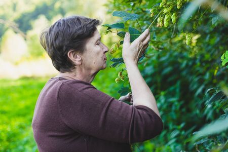Beautiful senior woman smelling fresh green leaves of hop in nature - Cute old lady walking alone in the forest while sniffing plants - Elderly person relaxing in the woodsの写真素材