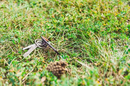 Pair of metallic house keys lost in green grass in the park - Small stainless steel home accessories used for opening doors and gates that secure the buildingsの写真素材