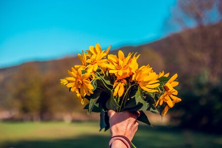 Young person giving yellow flowers to someone in nature on a sunny day - Showing love and appreciation by offering a bouquet of wild blooms - Beautiful affectionate gestureの写真素材