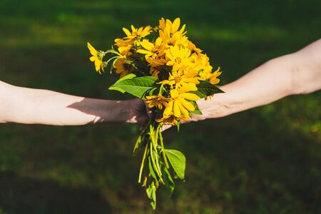 Two hands grabbing a bouquet of some pretty yellow flower in the sun light - Valentine celebration with some pretty wildflower gift - Love and romance celebrationの写真素材