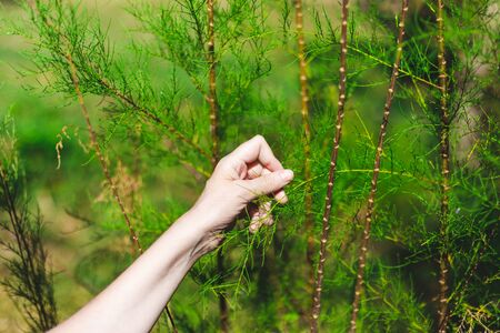 Young woman hand holding leaf in a natural green environment - Female touching lush forest vegetation in sign of love and compassion - Strong bound of humans with natureの写真素材