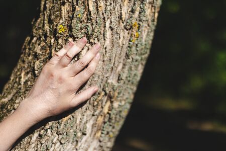Young woman hand touching tree trunk in natural environment on bright sunny day - Sign of love and compasion for the nature around us - Concept image for special connection with natureの写真素材
