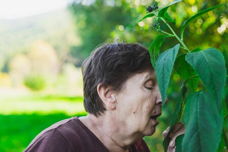 Senior woman smelling green plant outside on a summer day â Side view of cute old lady sniffing natural herb in the middle of nature on a bright sunny dayの写真素材