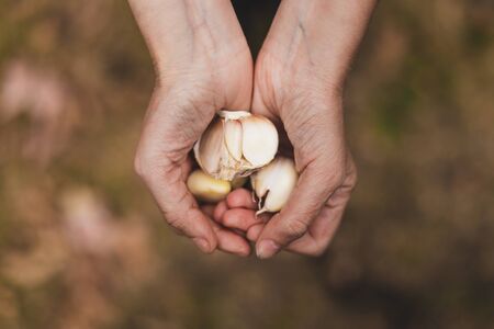 Top view of woman holding white garlic cloves outside â Young person showing natural basic condiment â Concept image for healthy eatingの写真素材