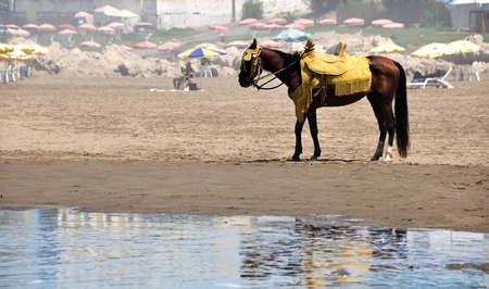 A harnessed horse standing at the beach of Casablanca, Moroccoの写真素材