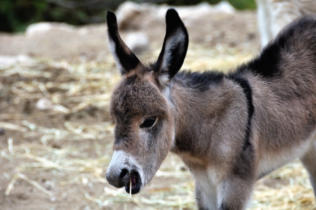 Offspring of a Donkey trying to chew a Hay  Safari Park Aitanaの写真素材