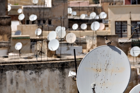 A bird sit at the satellite dish with other dishes blurred at the background in Fez Medina, Moroccoのeditorial素材
