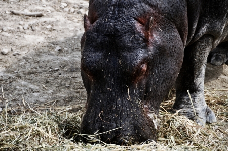 Close view of Hippopotamus comfortably having its Meal. The Aitana Safari Park, Spainの写真素材
