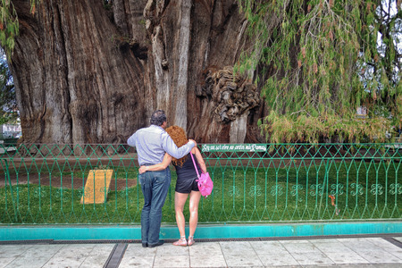 SANTA MARIA DEL TULE, MEXICO - MARCH 18, 2011: Famous 2000 year old Montezuma cypress tree, known as the 'The Tree of Tule', which is one of the oldest, largest and widest trees in the world.のeditorial素材