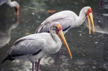 Yellow billed stork - a large wading bird - in Kuala Lumpur Bird Park, Malaysia. It is a popular tourist attraction, which houses more than 3000 birds.の写真素材