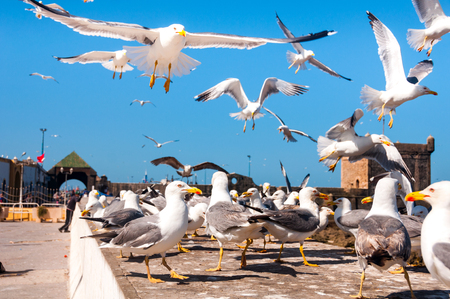 Essaouira, Morocco. Multiple birds involved in a quarrel - Seagulls fighting for the fish in Essaouira, Morocco. Blue sky at the backgroundの写真素材
