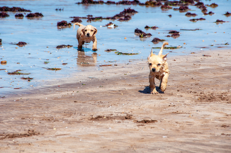 Two puppies running at the beach with waterの写真素材