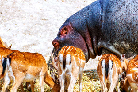Hippopotamus surrounded with Spotted Deers. Everyone is comfortably having there meal