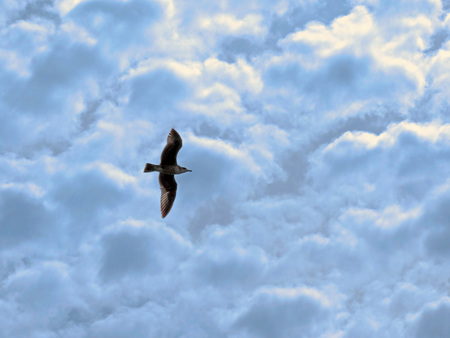 Freedoom in the skyの写真素材