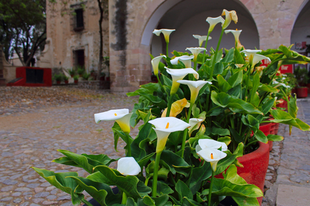 alcatraz in gardenの写真素材