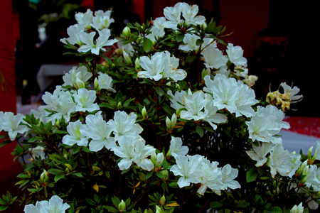 White flowersの写真素材