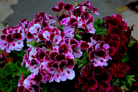 Purple flowers