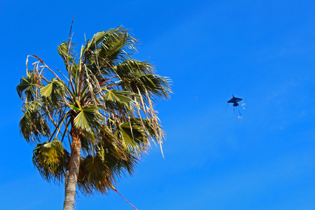 Palm leaf and skyの写真素材