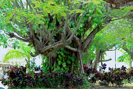 garden tree