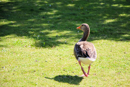 Pretty goose on green grass in park.の写真素材